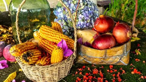 Baskets with corn cobs and onions between dried leaves Stock Photos