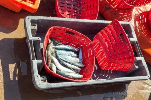 Baskets of fresh fish Stock Photos