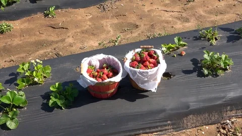 Baskets with fresh picked strawberries. Stock Footage 89102258