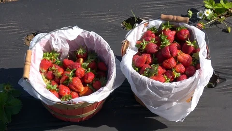 Baskets with fresh picked strawberries. Video stock 89102358