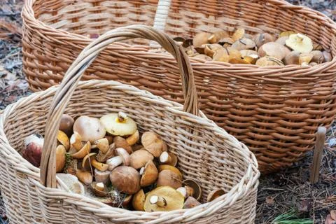 Baskets full of different mushrooms in the forest Stock Photos