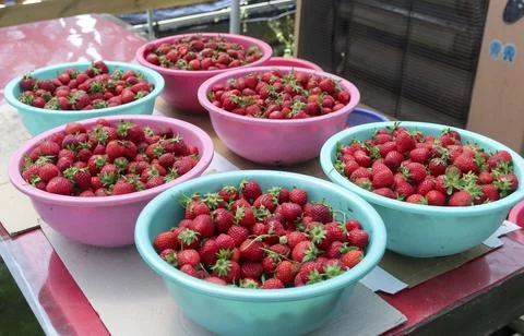 Baskets of hand picked strawberries on table in greenhouse strawberry farm Stock Photos