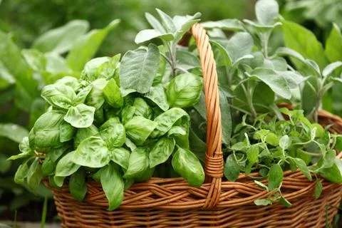 Baskets with herbs Stock Photos