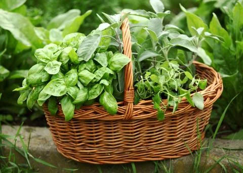 Baskets with herbs Stock Photos