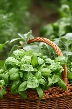 Baskets with herbs Stock Photos