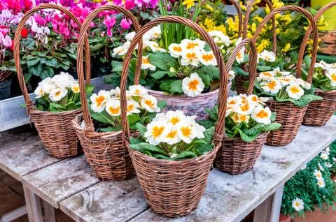 Baskets with nice spring flowers Stock Photos