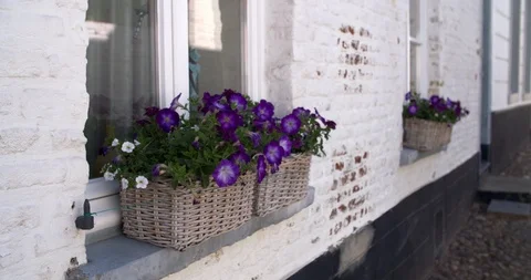 Baskets with purple violins on the window sill of white house Stock Footage 106185811