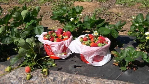 Baskets with strawberries. Stock Footage 106757669