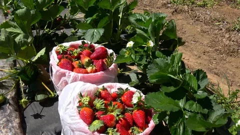 Baskets with strawberries. Stock Footage 106757762