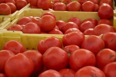 Baskets of tomatoes Stock Photos