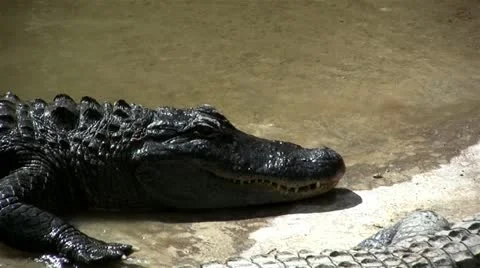 Basking Alligator Video stock 18176419