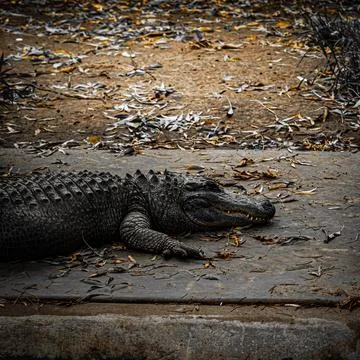 Basking Alligator on Riverside Stock Photos