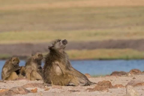 Basking Baboon Stock Photos