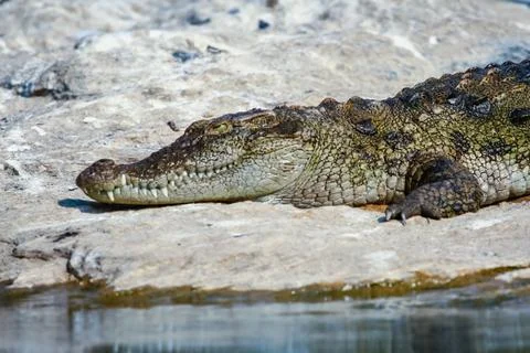 Basking crocodile Foto stock