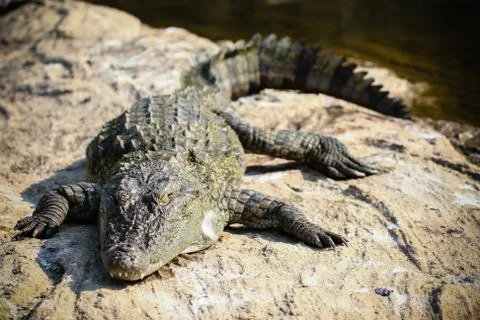 Basking crocodile Stock-Fotos