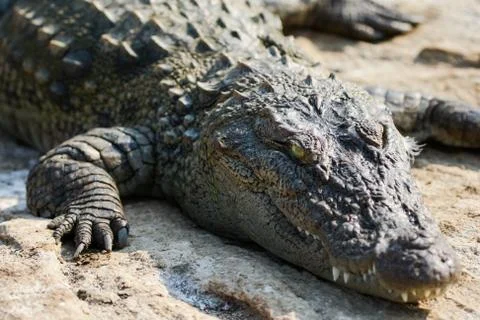 Basking crocodile Stock-Fotos