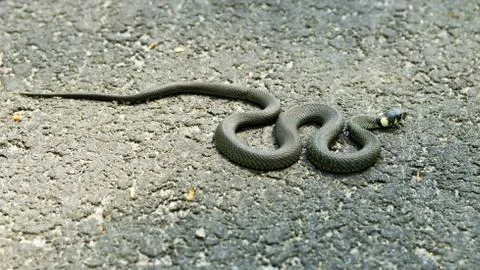 Basking grass snake Stockfoto's
