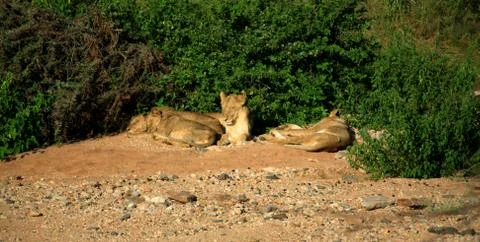 Basking lions Stock Photos
