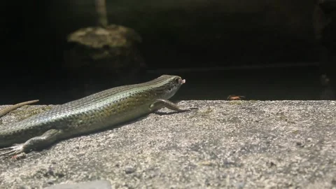 Basking lizard Stock Footage 219627992