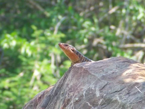 Basking lizard Stock Photos