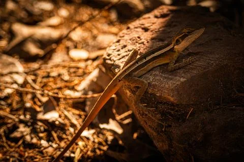 Basking Lizard on Stone Stock Photos