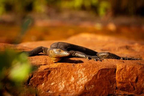 Basking Lizard on Sunlit Rock Stock Photos