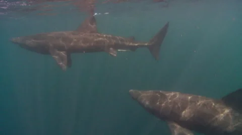Basking shark 01477001a Video stock 47879347