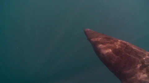 Basking shark 01477001b Video stock 47878049