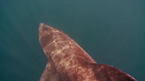 Basking shark 01477001c Stock Footage