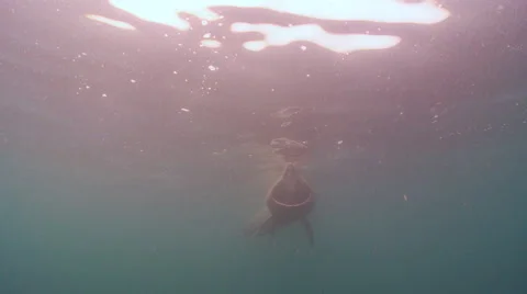 Basking shark 01484001 Video stock 47894098