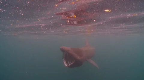 Basking shark 01488001 스톡 동영상 47894227