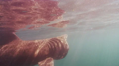 Basking shark 01494001 Video stock 47894104