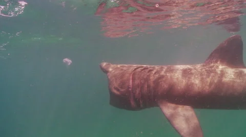 Basking shark 01501001 Video stock 47894475