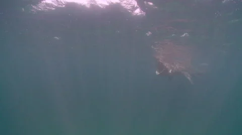 Basking shark 01506001 Stock Footage 47896172