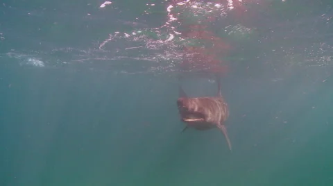 Basking shark 01507001 Stock Footage 47896068