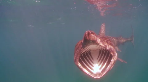 Basking shark 01508001 Stock Footage 47896062