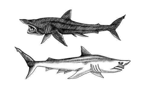 Basking shark and Sand shark. Marine predatory animal. Sea life. Hand drawn Stock Illustration