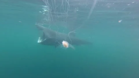 Basking Shark Avoids Jellyfish Stock Footage 262487471
