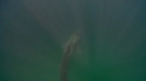 Basking shark below Stock Footage 47929498