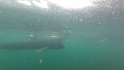 Basking Shark in a Cloud of Zooplankton Stock Footage 261853915