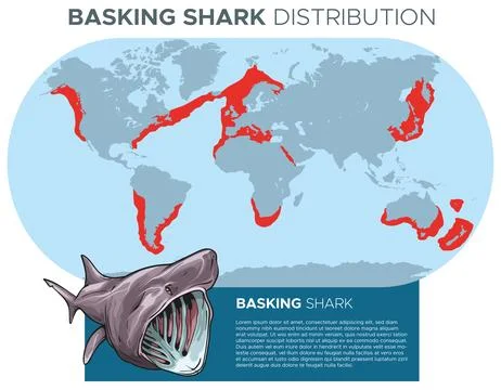 Basking shark distribution Stock Illustration