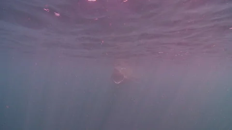 Basking shark eating plankton close up tail fin Video stock 47953370