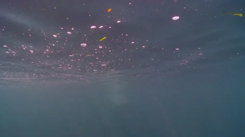 Basking shark eating plankton Video stock 47967158