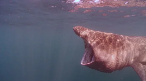 Basking shark feeding Stock Footage 47930648