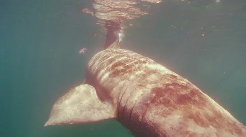 Basking shark fins close up Video stock 47951886