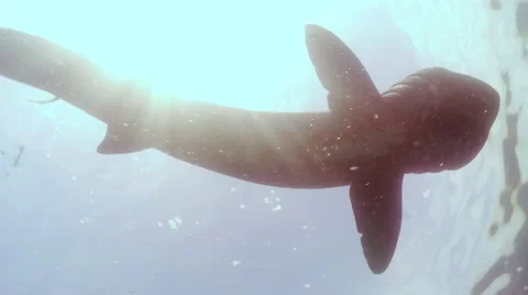 Basking shark Stock Footage 47893977