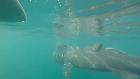 Basking Shark Stock Footage 90465448