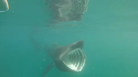 Basking Shark Stock Footage 90465575