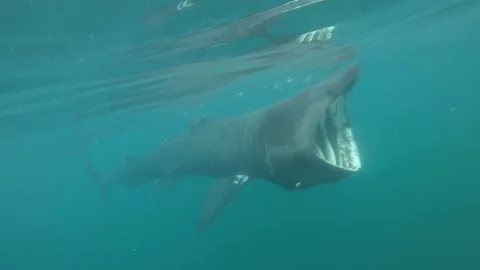 Basking Shark Stock Footage 90465582