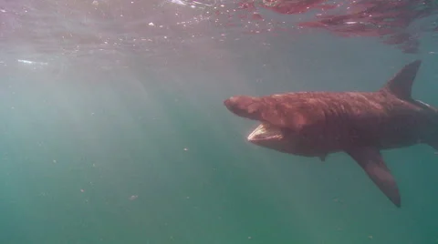Basking shark lampries atached  Stock Footage 47896171